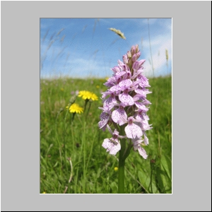 tanygraig marsh orchids at sssi 1.jpg